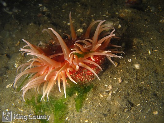 Photo of Urticina lofotensis